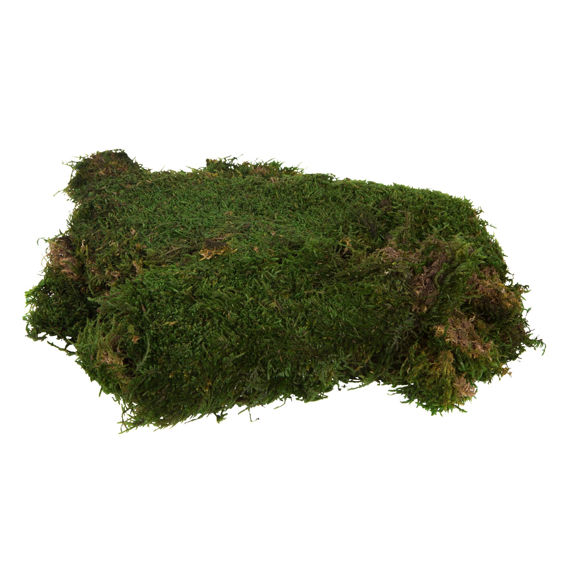Preserved Green Sheet Moss Bag
